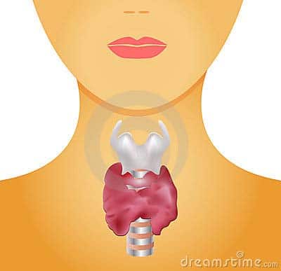 Ask dr. b: naturopathic medicine & your thyroid