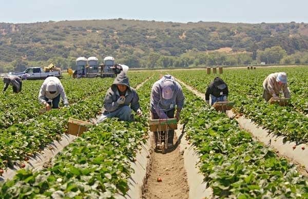 Piden legalizar a trabajadores agrícolas en día de césar chávez