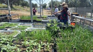 Vegetables for the community in riverside county